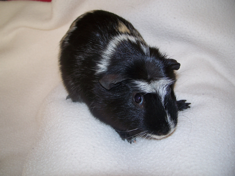 Guinea Pigs For Sale