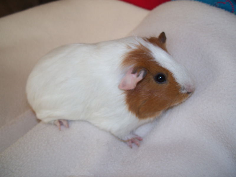 guinea pig pups for sale